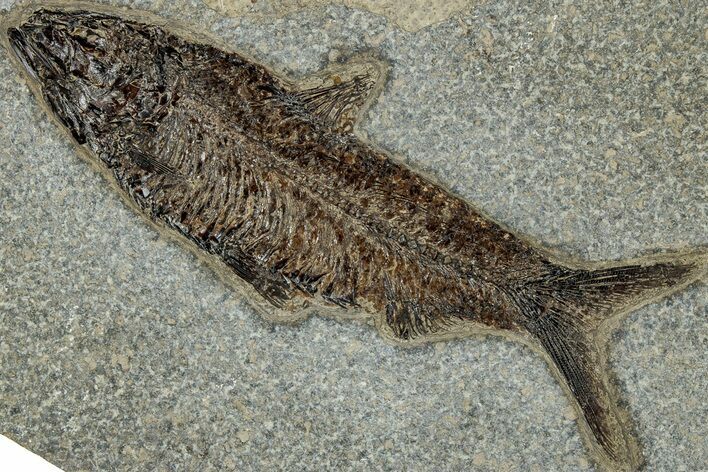 Detailed Fossil Fish (Knightia) - Exceptionally Large Specimen #314000